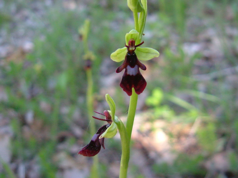 Insectifera ??